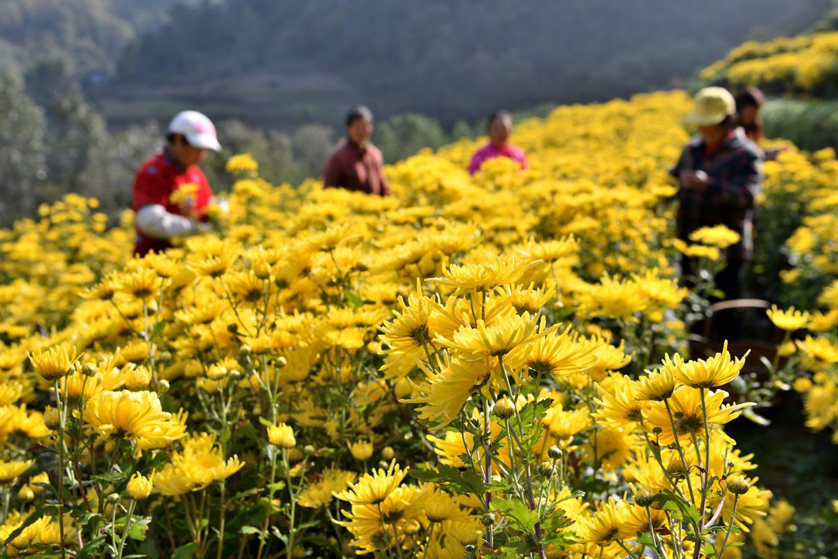 Golden chrysanthemum harvest means more income for Hubei farmers ...