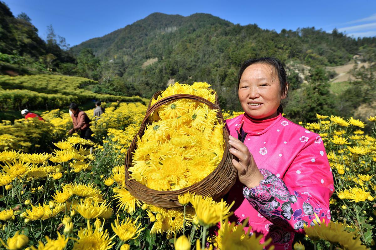 Golden chrysanthemum harvest means more income for Hubei farmers ...