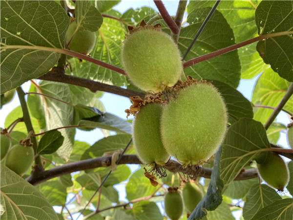 XiaoSan New Zealand Green Kiwi