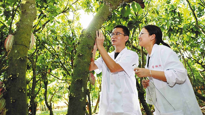 Hainan becoming known for premier chocolate - Vimarsana News