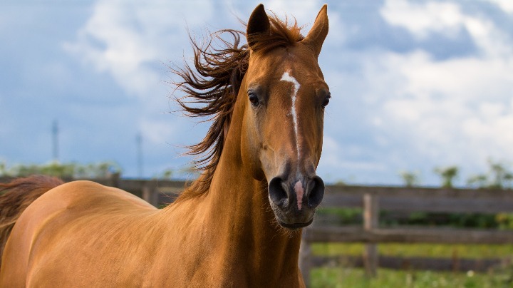 Egyptian breeders throw 1st beauty contest for Egyptian Arabian horses - Vimarsana News
