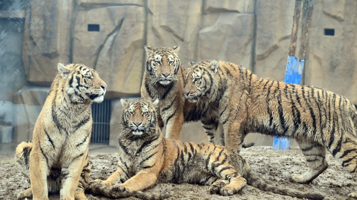 Tiger New Year to enhance Bangladesh-China ties - Vimarsana News