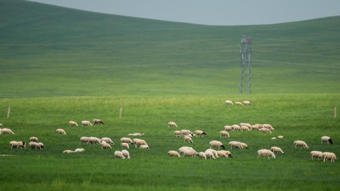 North China region pilots grassland insurance program - Vimarsana News