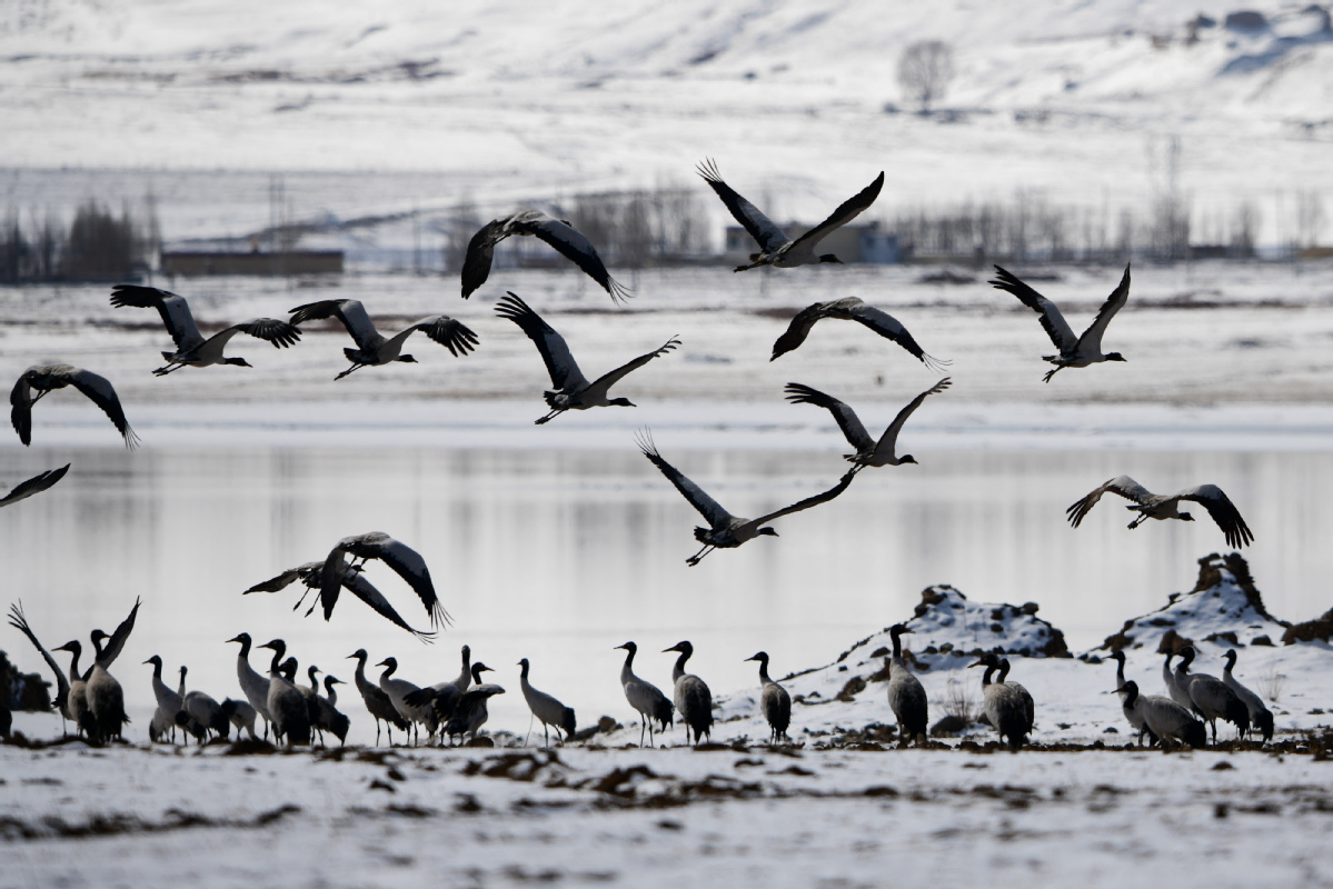 Patrol officers guard sacred cranes of Tibet