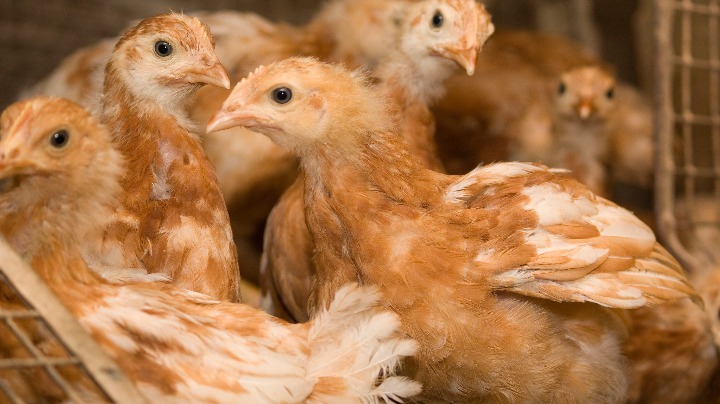 Avian flu spreads in several US states - Vimarsana News
