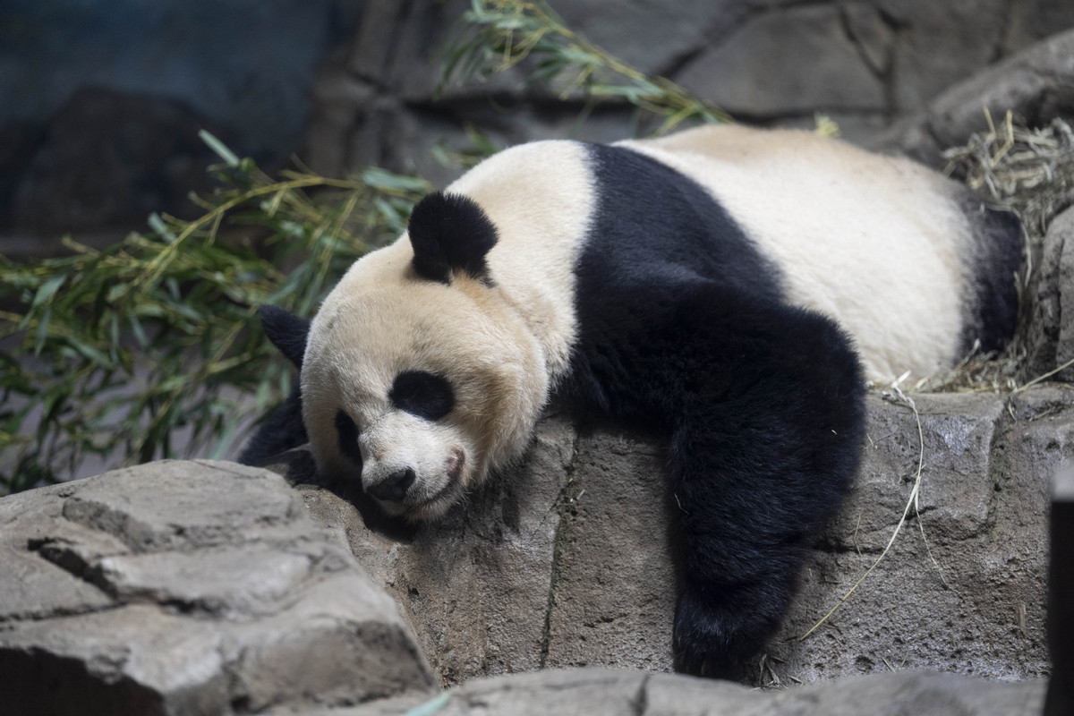 美国动物园宣布将大熊猫丫丫和乐乐归还中国 - 2022年12月22日, 俄罗斯卫星通讯社
