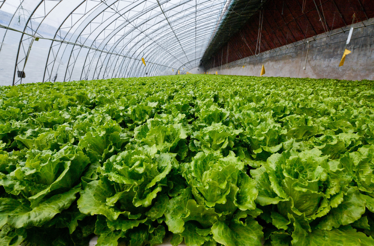 Water gives new roots to vegetable farming in Tianjin - Chinadaily.com.cn