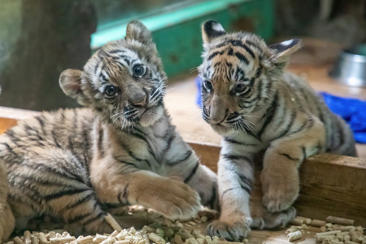 bengal tiger newborn cubs