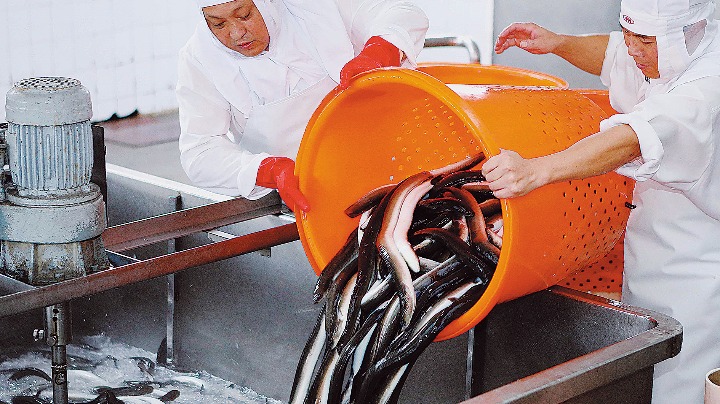 Eels gaining popularity among more consumers - Vimarsana News
