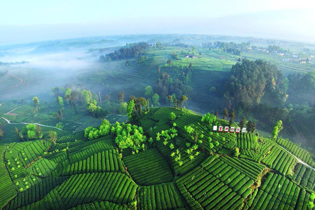 Tea industry expands in Ya'an, Sichuan - World - Chinadaily.com.cn