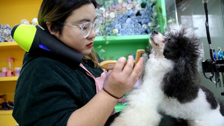 Better regulation key to healthy development of pet industry – Opinion