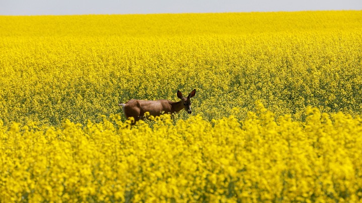 Canadian canola seeds head back to Chinese market - Vimarsana News