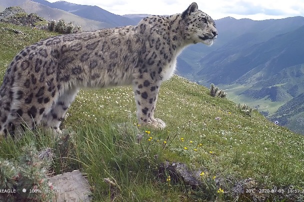 Snow leopards find stable home in Tibet