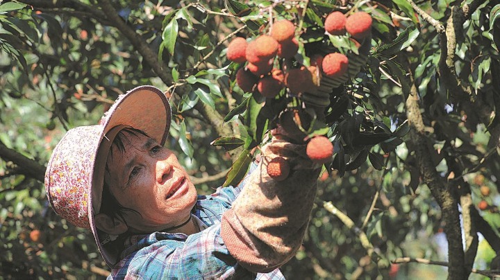 Guangdong reaps sweet gains with Lingnan fruit - Vimarsana News