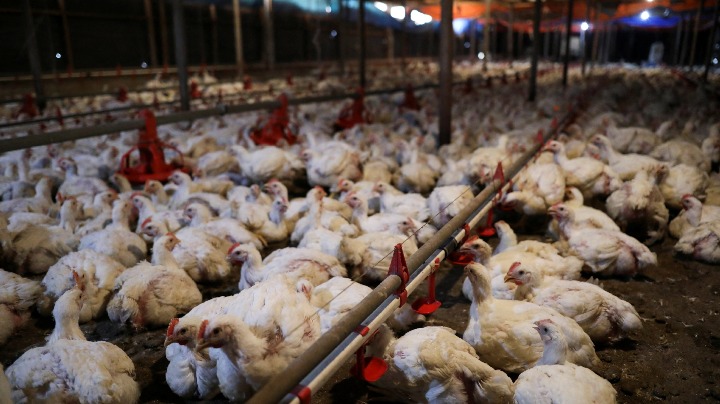 Singaporeans feeling pinch of Malaysia's chicken export ban - Vimarsana News