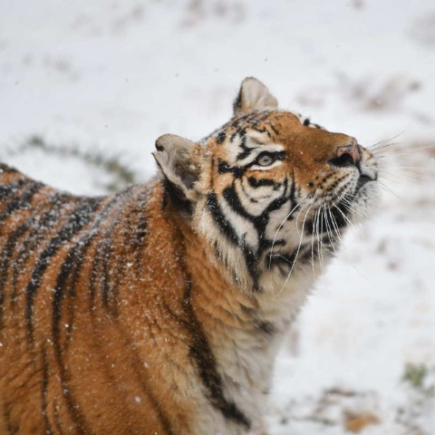 'Tiger man' protects his animals - chinaculture.org