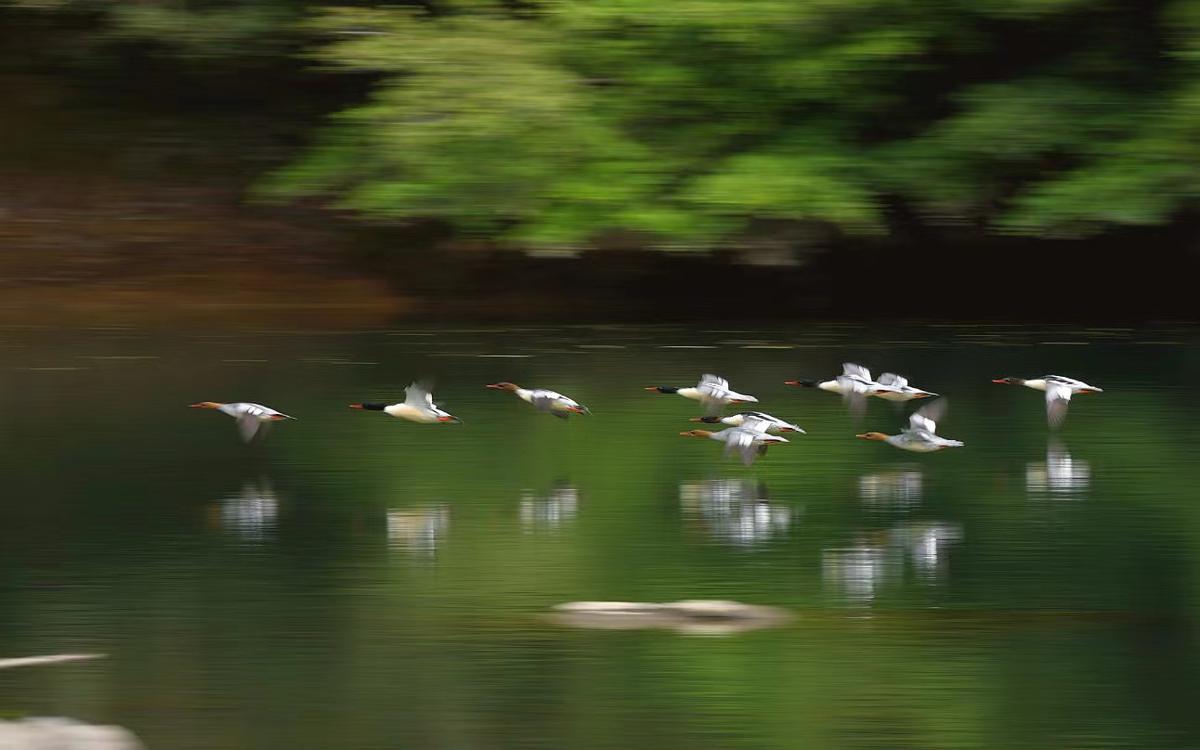 Where the birds are, so is the photographer - Chinadaily.com.cn