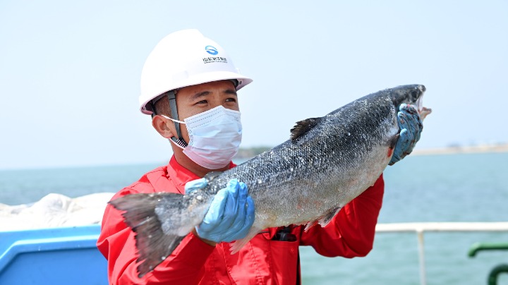 Salmon thrive in deep-sea farm off Shandong - Vimarsana News