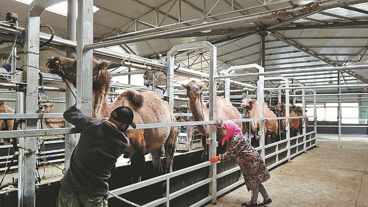 Riches of camel milk bring prosperity to Alshaa area - Vimarsana News
