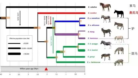 Research sheds light on horse origins in N. China - Vimarsana News