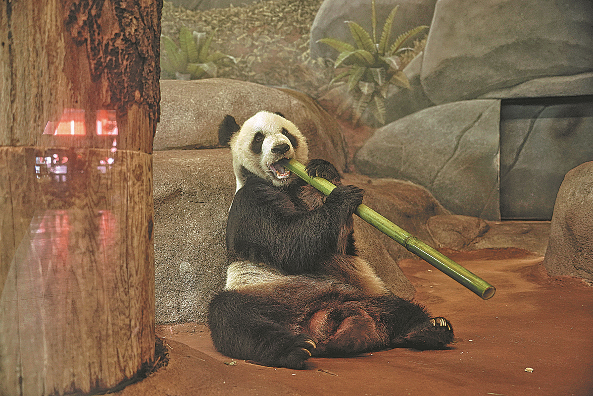 Take a panda's tip, Memphis Zoo's loan program is a winner in building ties  