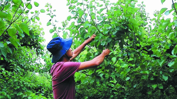 Harvesting the rewards of a plum job - chinaculture.org