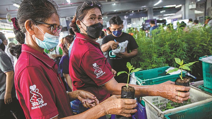 Thailand's cannabis policy comes under fire - Vimarsana News