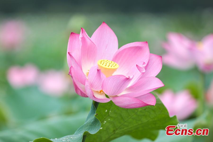 Lotus flowers bloom in world's largest lotus pond 