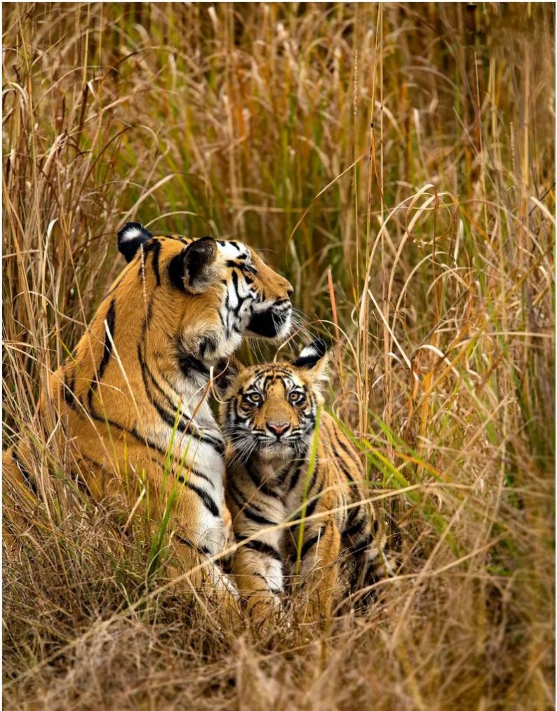 My destiny with Amur Tigers - Chinadaily.com.cn