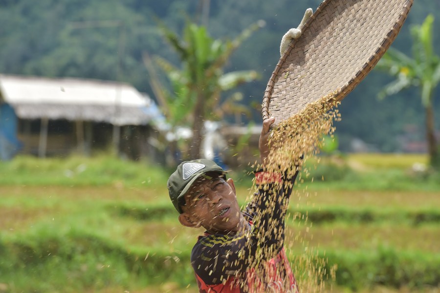 US breaking the global rice bowl