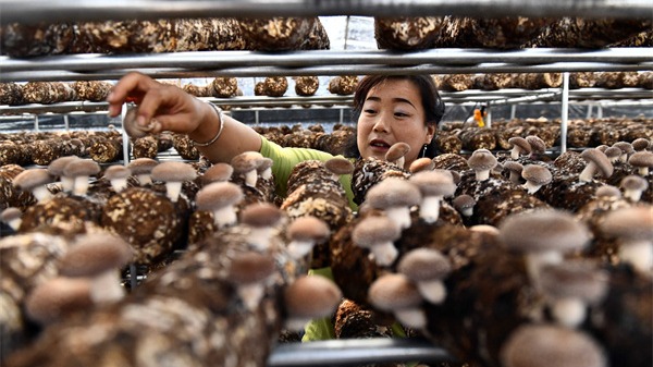 Chinese edible fungi supplier eyes bigger role in US market - Vimarsana News