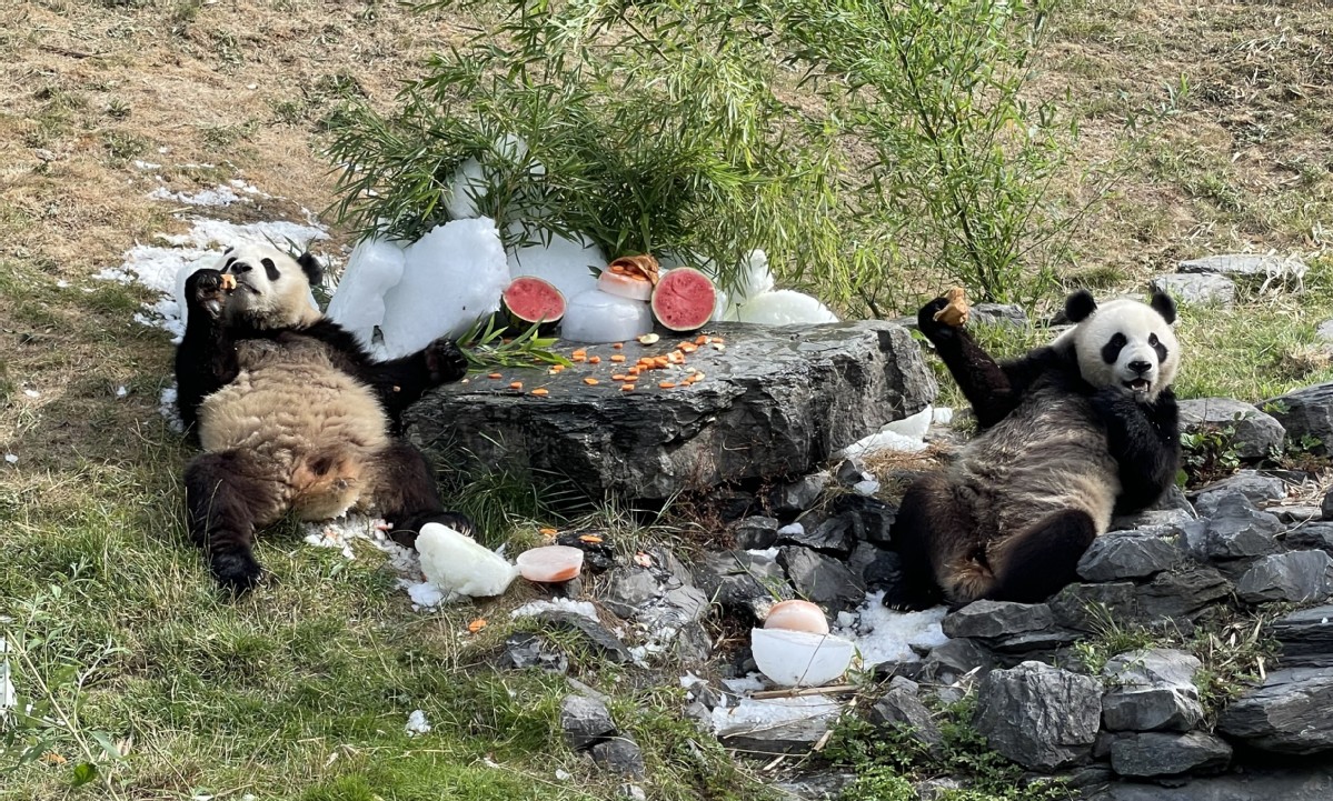 Giant panda twins celebrate birthday in Belgium - Chinadaily.com.cn