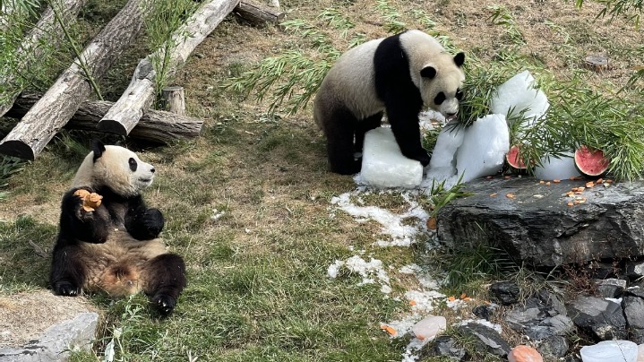 Giant panda twins celebrate birthday in Belgium - Vimarsana News