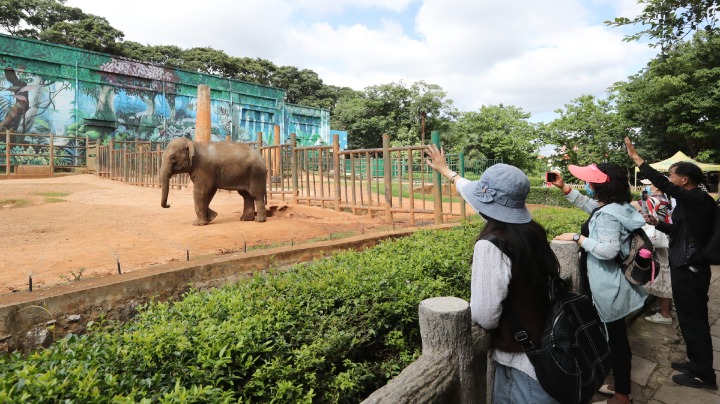 Successful elephant return shows growing opposition to mistreatment of animals - Vimarsana News