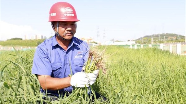 Grass 'expert'on building site creates a greener environment - Vimarsana News