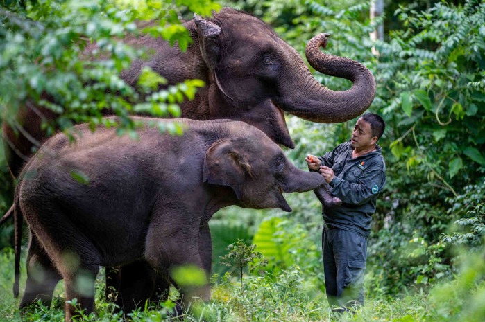 Action taken to reduce conflict with elephants