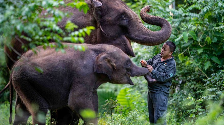 Action taken to reduce conflict with elephants - Vimarsana News