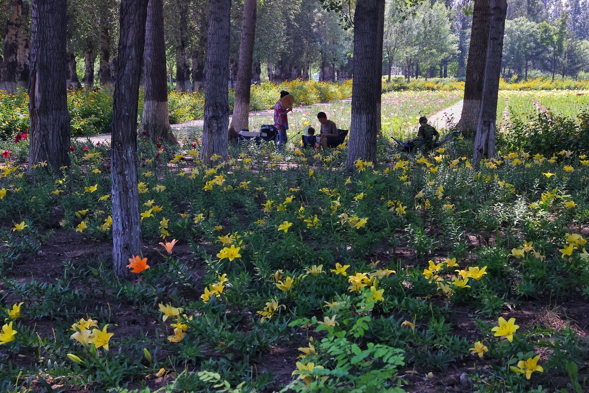 Ketika Bunga Lily Bermekaran di Taman Beijing-Image-2
