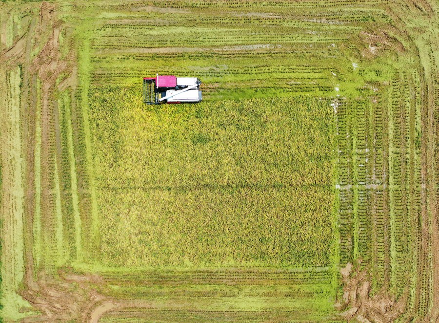 China urges intensified efforts to secure autumn harvest amid heatwaves