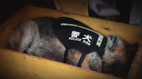 Bin Ying, drug detection dog, dies at age 12 - Vimarsana News