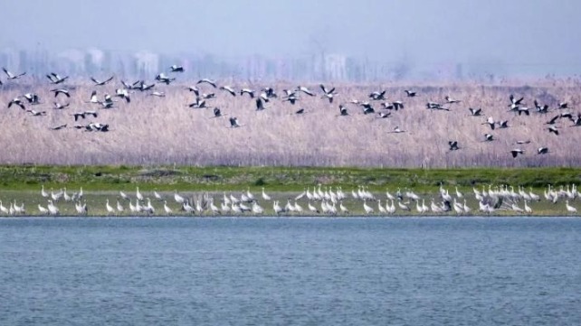 Conservation work brings birds back to wetlands - Vimarsana News