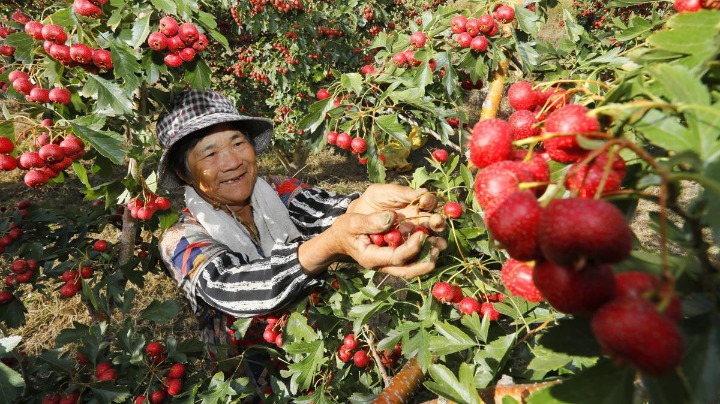 In Shandong, farmers welcome bumper harvest - Vimarsana News
