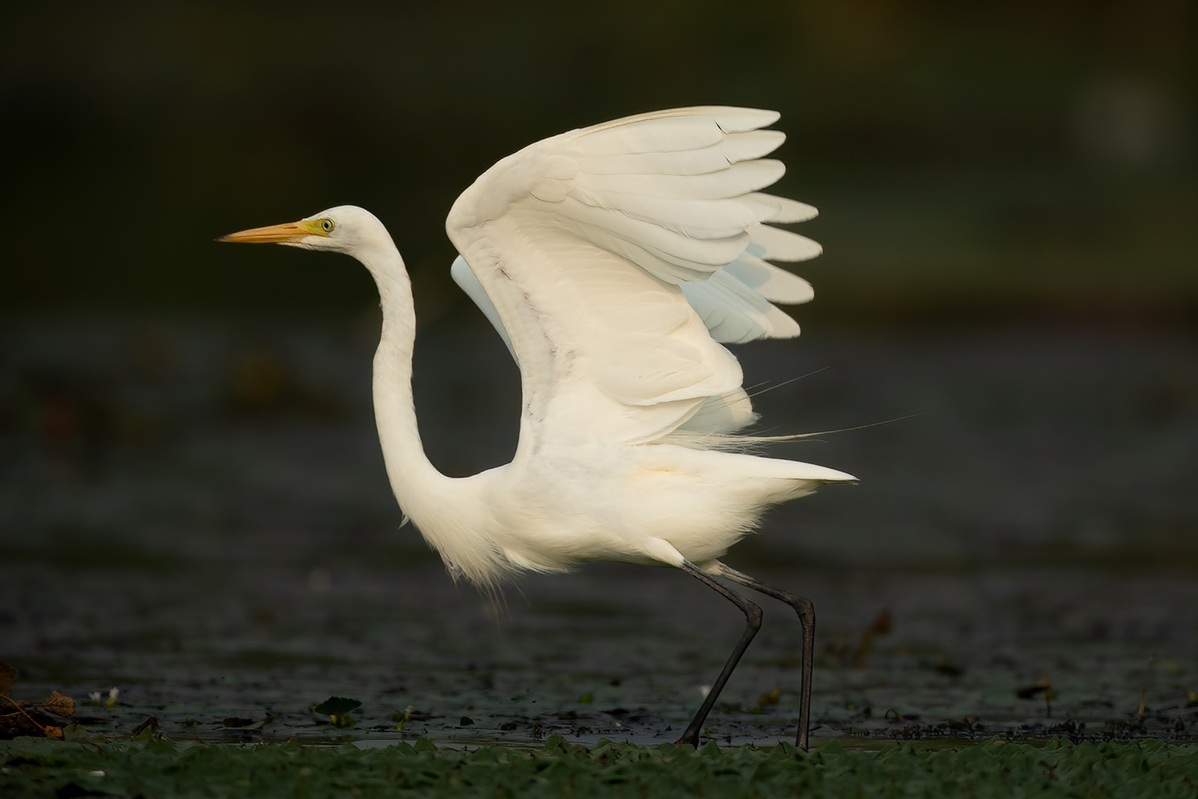 Bird paradise emerges at Hebei's Baiyangdian Lake