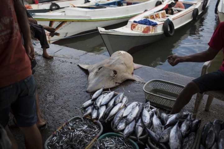 Stok ikan menurun karena perubahan iklim mempengaruhi dunia
