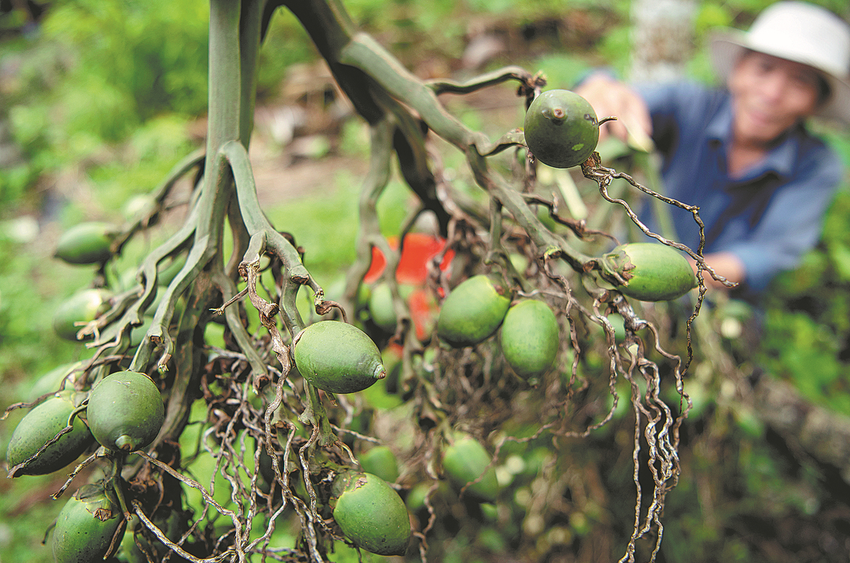 death-highlights-dangers-of-chewing-betel-nuts-chinadaily-cn