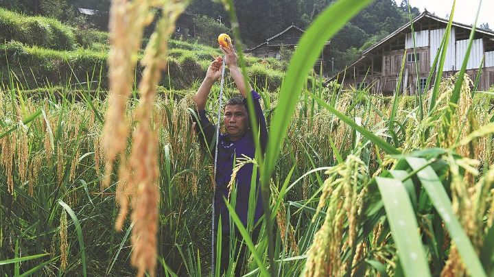 'Giant rice' supersizes yields in rural Guizhou - Vimarsana News