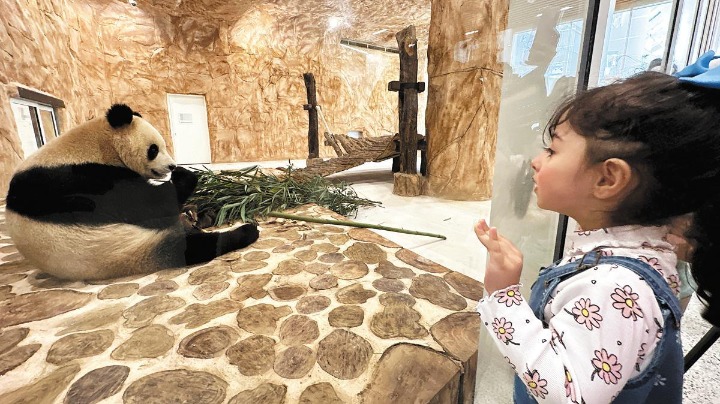 Pandas reach new home in Qatar, to stay for 15 years - Vimarsana News