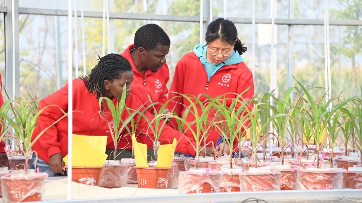 Africans in China aim to take agricultural knowledge home - Vimarsana News