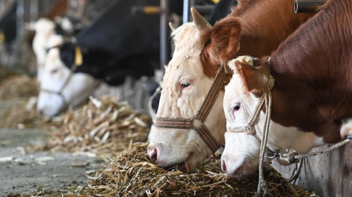 China legislators to revise Animal Husbandry Law - Vimarsana News