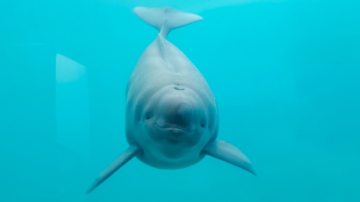 Netizens give rare finless porpoise a name - Vimarsana News